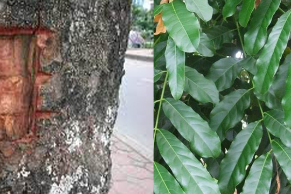 Dùng lá và vỏ xà cừ chữa ghẻ ngứa Dùng lá và vỏ xà cừ chữa ghẻ ngứa