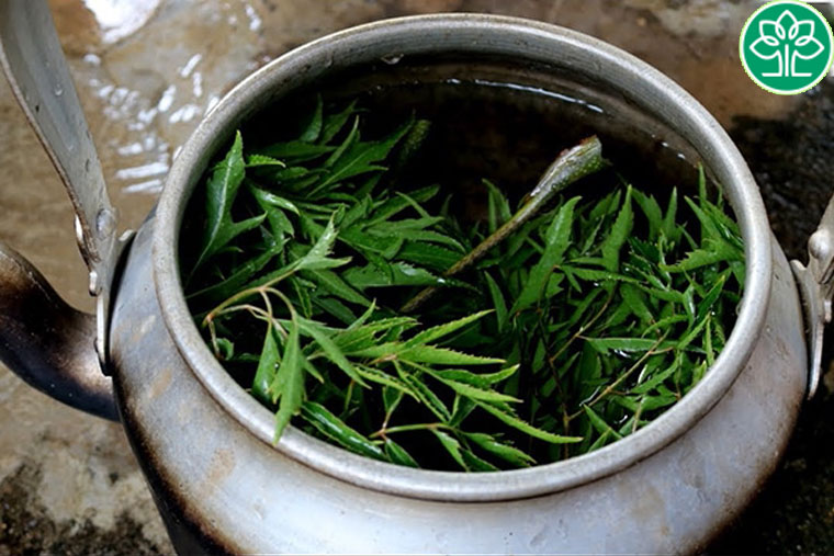 Chữa tắc sữa bằng lá đinh lăng